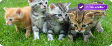 Smile Adoptions and Care image