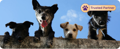 Lovely Pets image