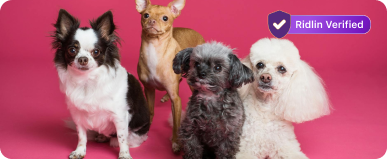 Adopting all animals image