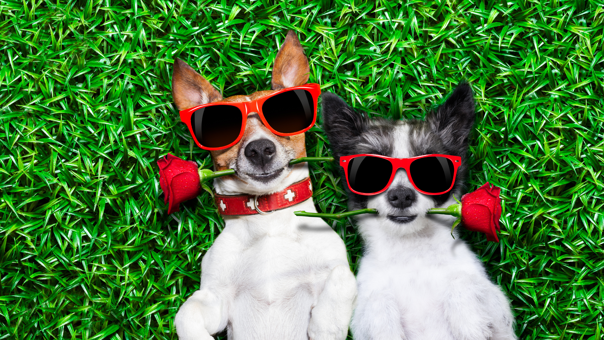 Pet Social App