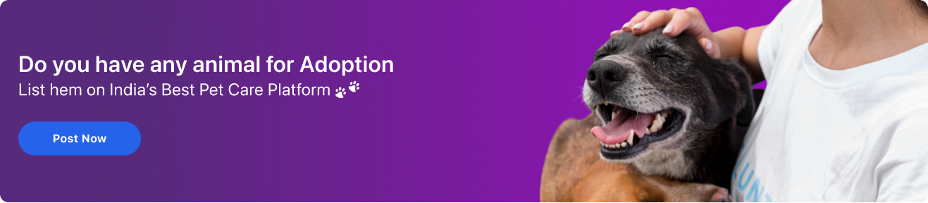 Marketplace banner showcasing Ridlin's pet services